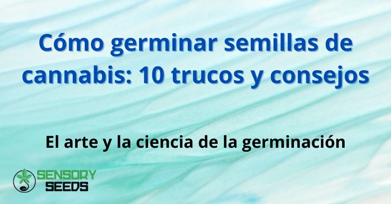 Cómo germinar semillas de cannabis: 10 trucos y consejos