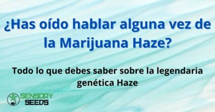 ¿Has oído hablar alguna vez de la Marijuana Haze?