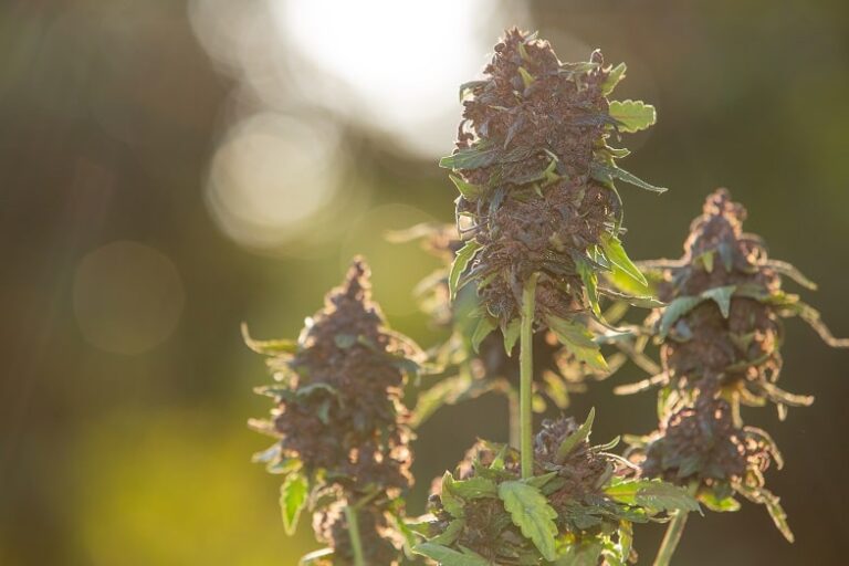 Las ventajas del cannabis Ruderalis