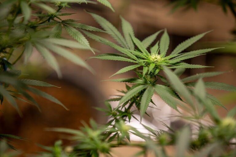 ¿Qué es el cannabis Ruderalis?