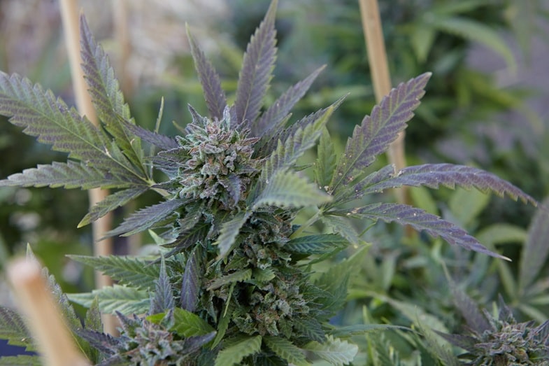 beneficios-cannabis-sativa Beneficios de la Cannabis Sativa
