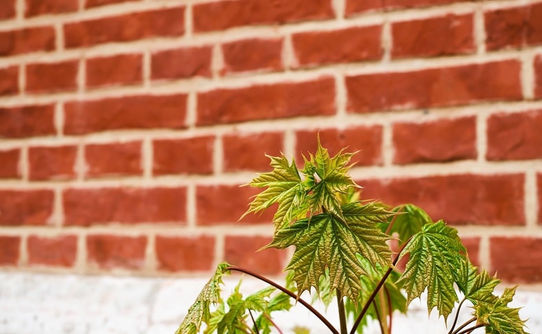 Cannabis y usos modernos
