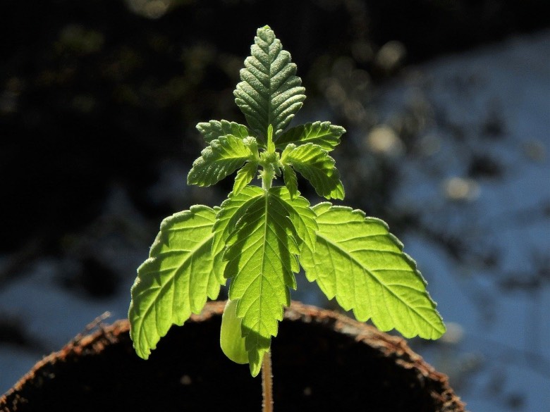 la-cannabis-sativa Características de la Cannabis Sativa