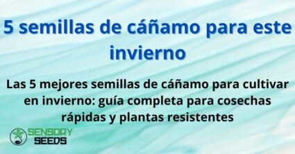 5 semillas de cáñamo para este invierno