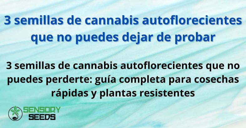 3 semillas de cannabis autoflorecientes que no puedes dejar de probar