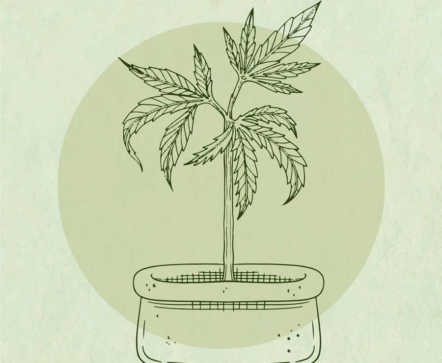 imagen-planta-de-marihuana Beneficios de la Planta de Marihuana