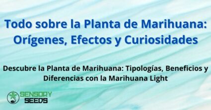 Todo sobre la Planta de Marihuana: Orígenes, Efectos y Curiosidades