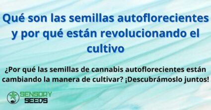 Qué son las semillas autoflorecientes y por qué están revolucionando el cultivo