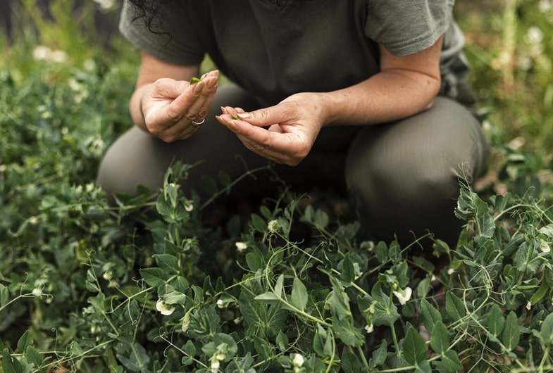 A quién se recomiendan hoy las semillas autoflorecientes