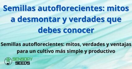 Semillas autoflorecientes: mitos a desmontar y verdades que debes conocer