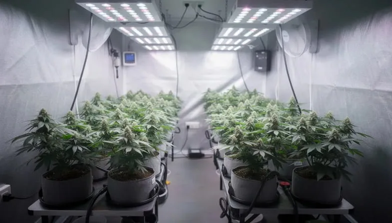 Cómo cultivar Green Gelato Automatic en interiores